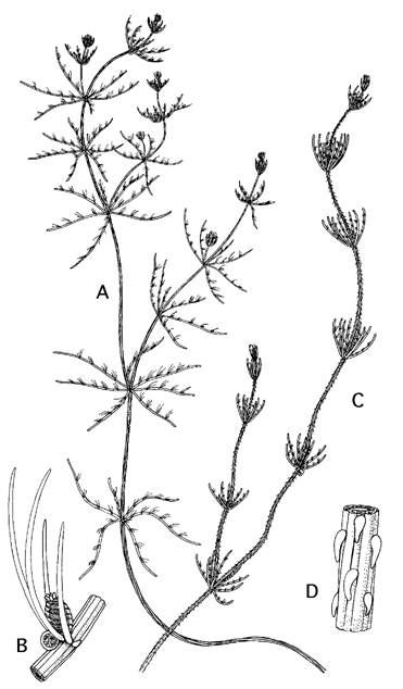 Chara vulgaris var. longibracteata (door Emile Nat)