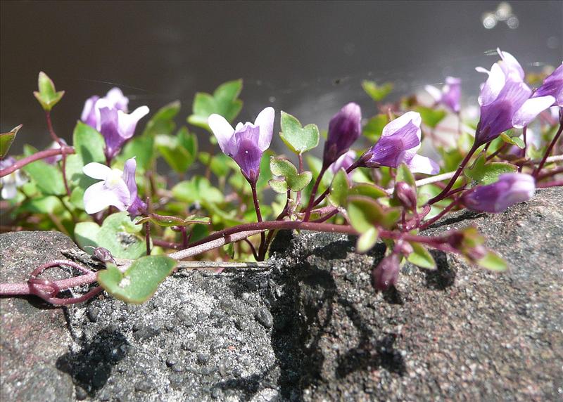 Cymbalaria muralis (door Willie Riemsma)