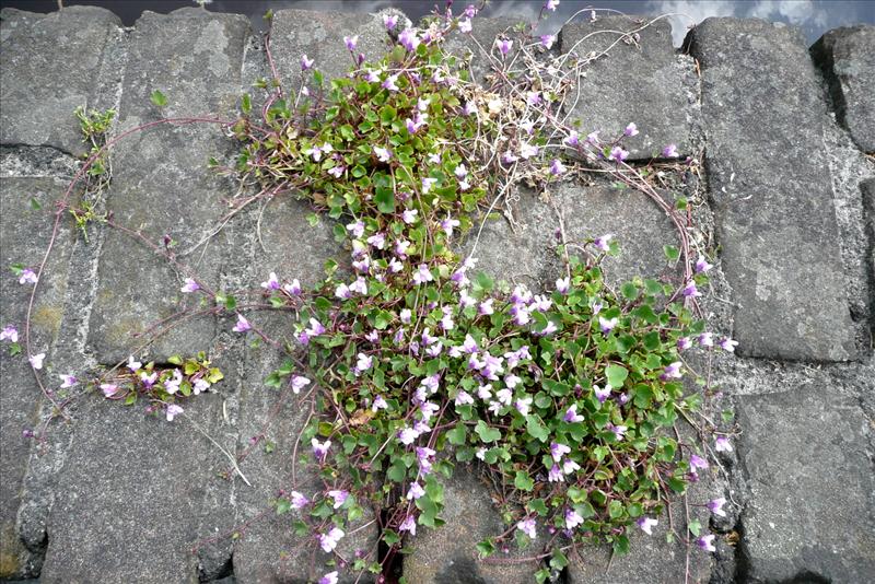 Cymbalaria muralis (door Willie Riemsma)