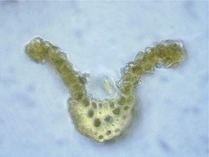 Cynodontium polycarpon var. polycarpon (door Michael Lueth (www.milueth.de))