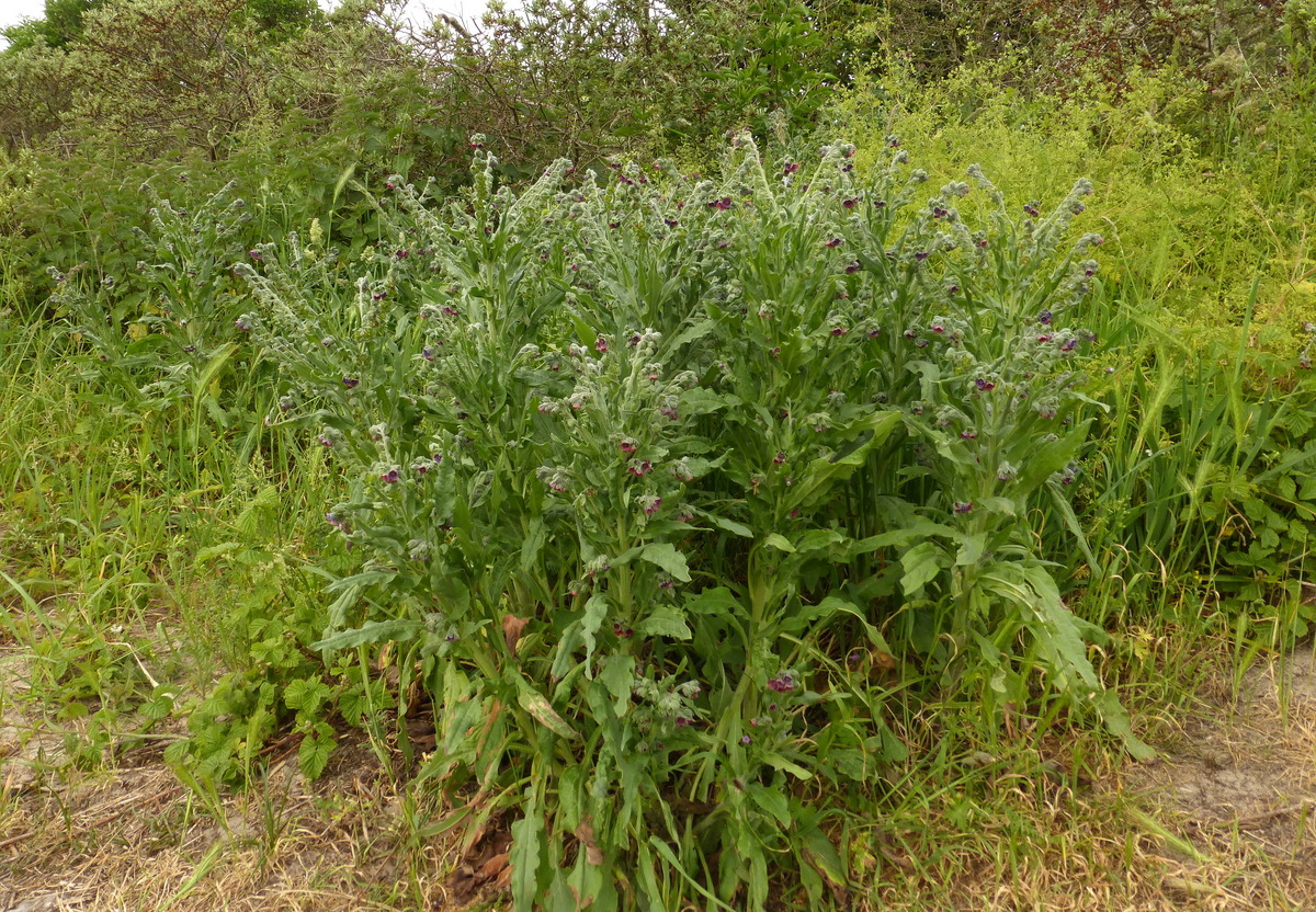 Cynoglossum officinale (door Willie Riemsma)