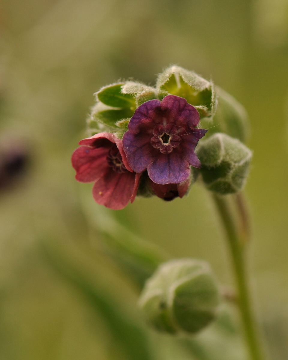 Cynoglossum officinale (door Willie Riemsma)