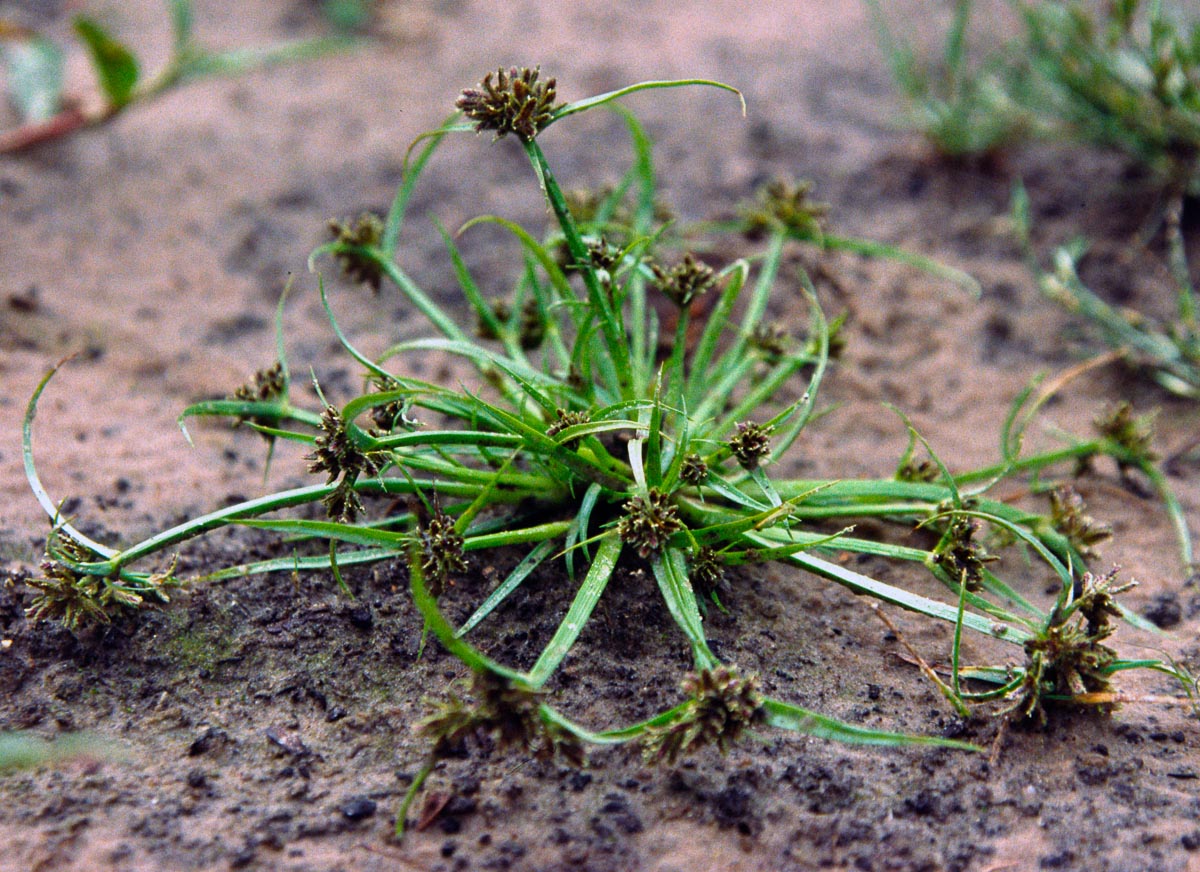 Cyperus fuscus (door Bert Lanjouw)