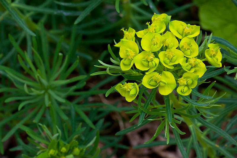 Euphorbia cyparissias (door John Breugelmans)