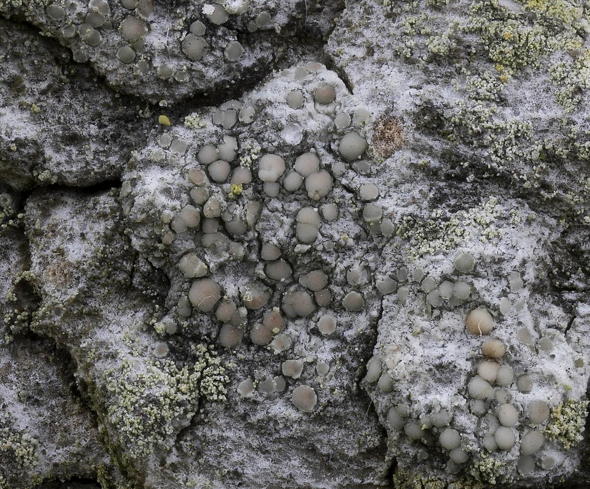 Lecania cyrtella (door Sam Kafka)