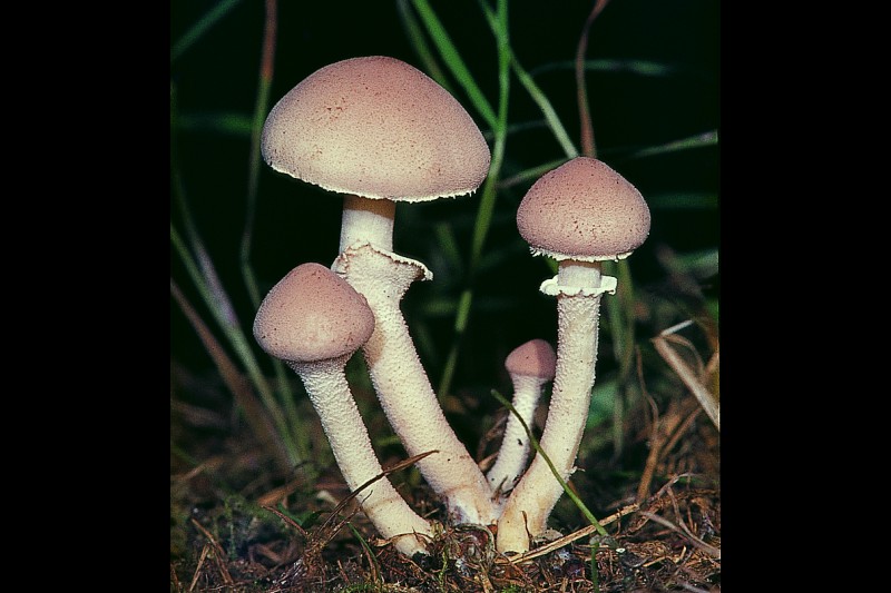 Cystoderma carcharias (door Henk Huijser)