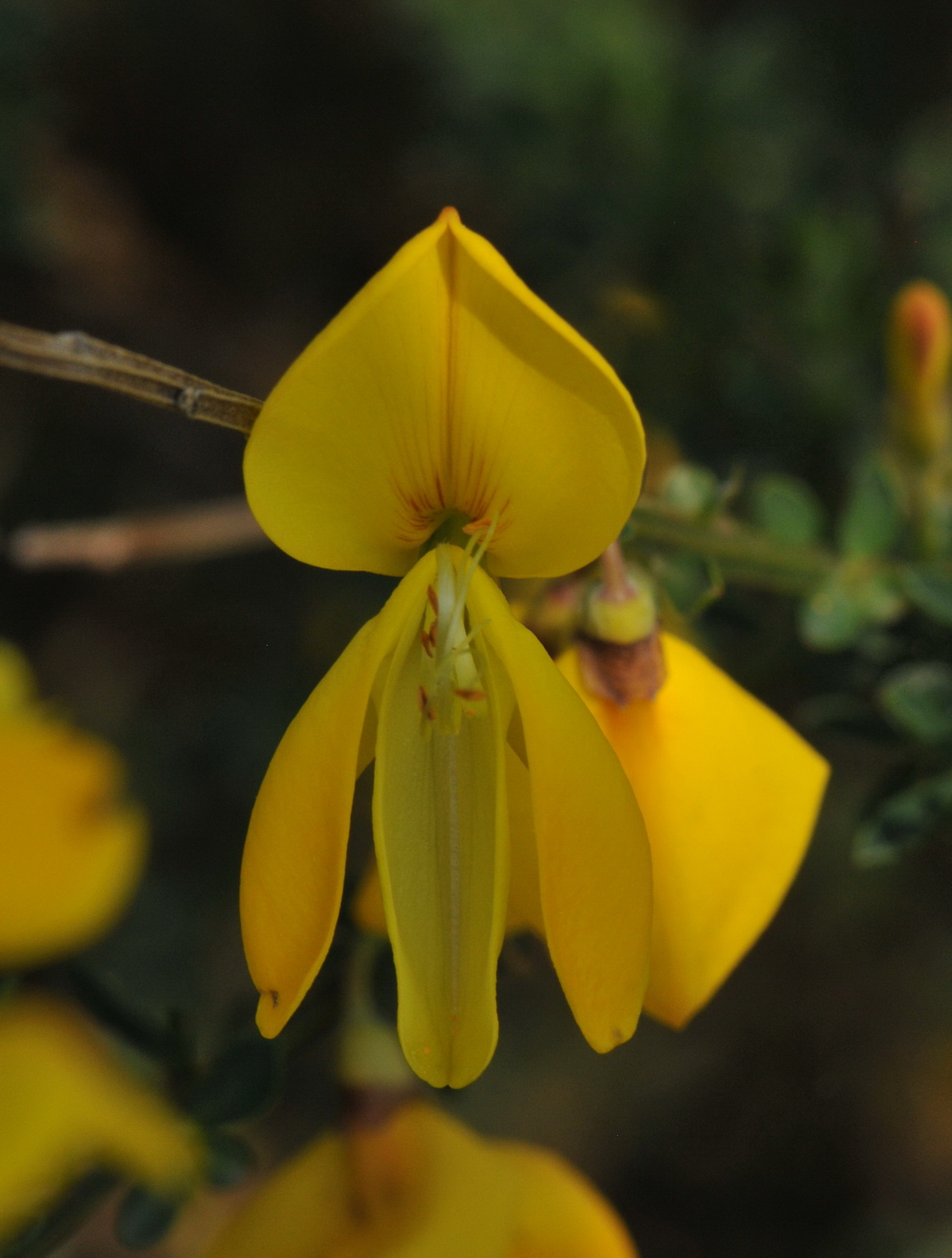 Cytisus scoparius (door Hans Toetenel)