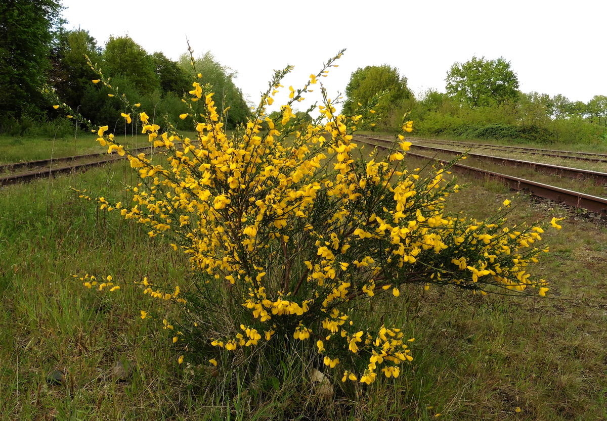 Cytisus scoparius (door Willie Riemsma)