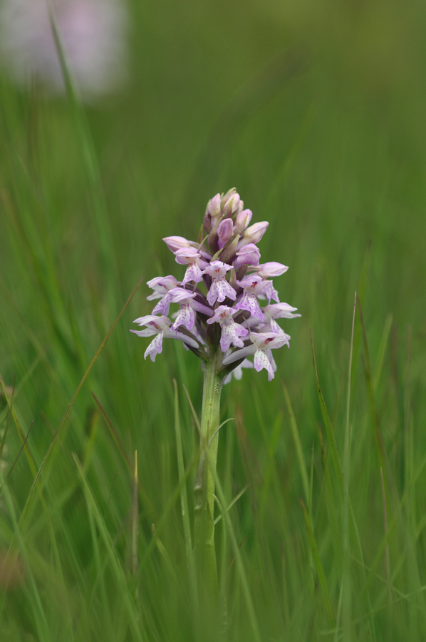 Dactylorhiza sphagnicola (door Theo Muusse)