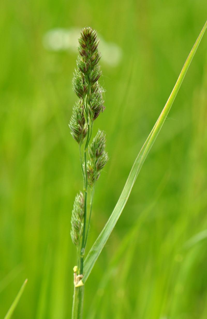 Dactylis glomerata subsp. glomerata (door Willie Riemsma)