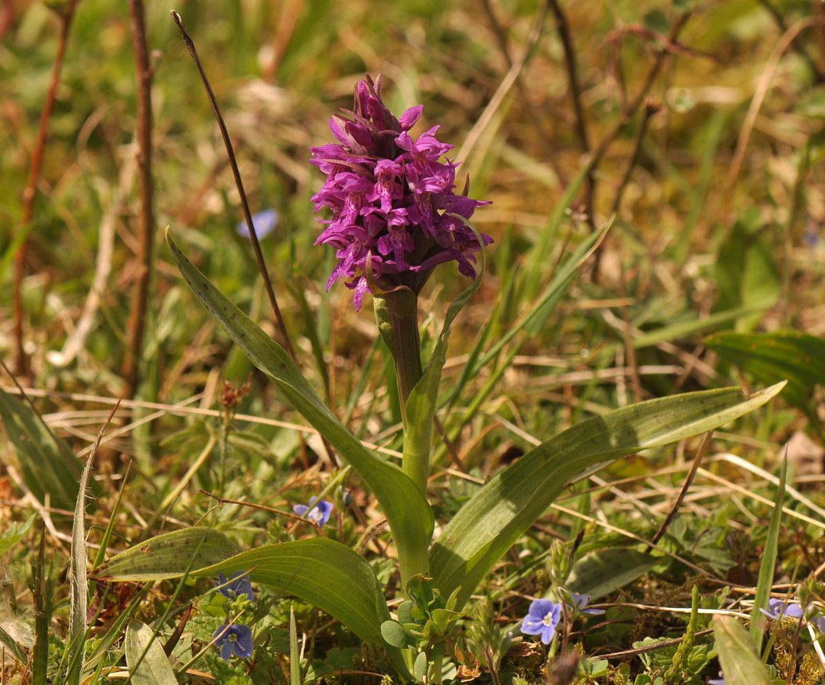 Dactylorhiza majalis (door Willie Riemsma)