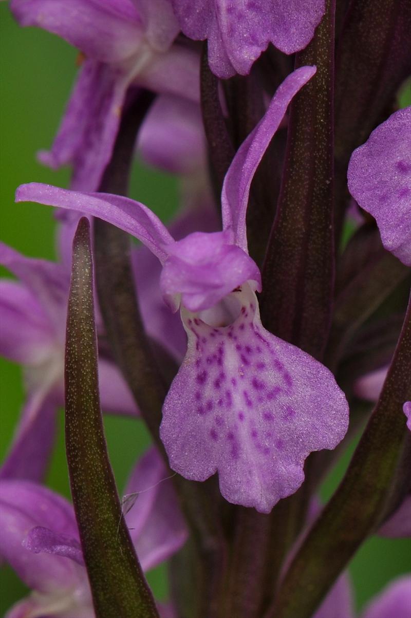 Dactylorhiza praetermissa (door Willie Riemsma)