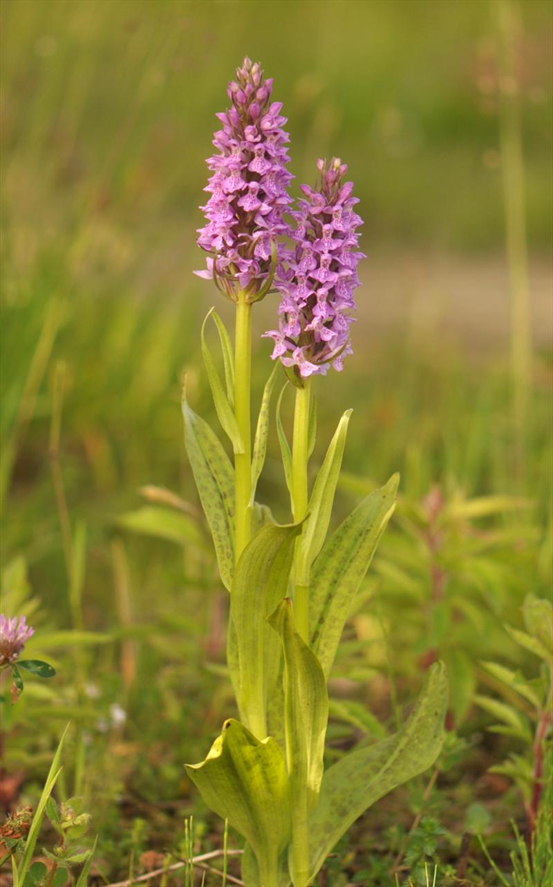 Dactylorhiza praetermissa (door Willie Riemsma)