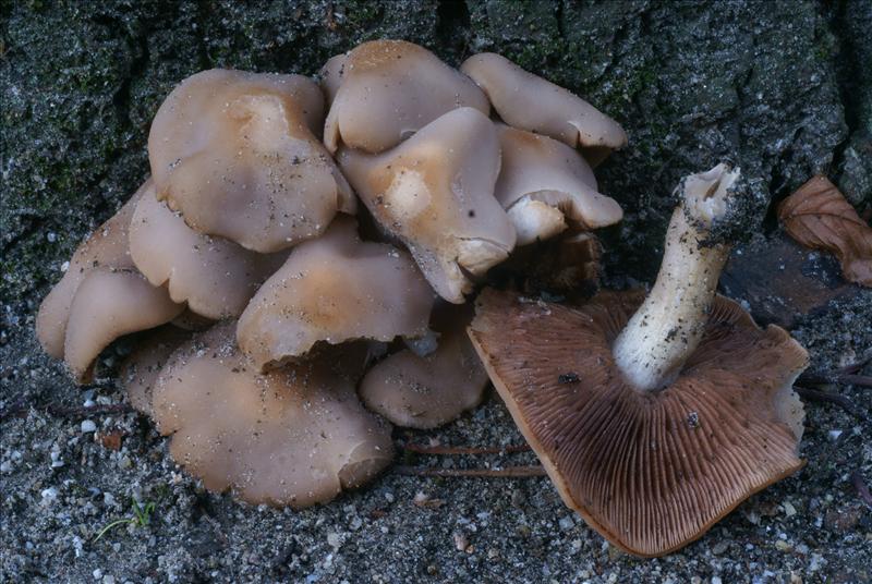 Psathyrella spadicea (door Henk Remijn)