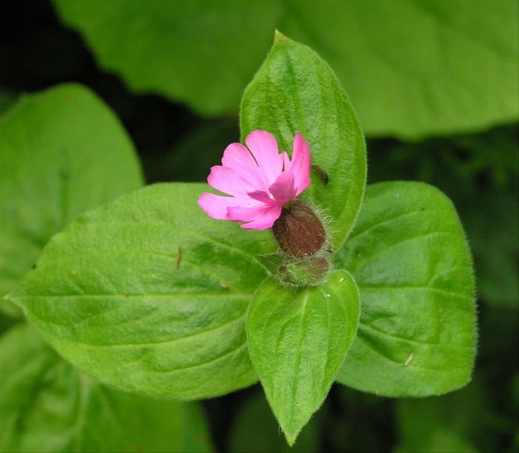 Silene dioica (door Grada Menting)