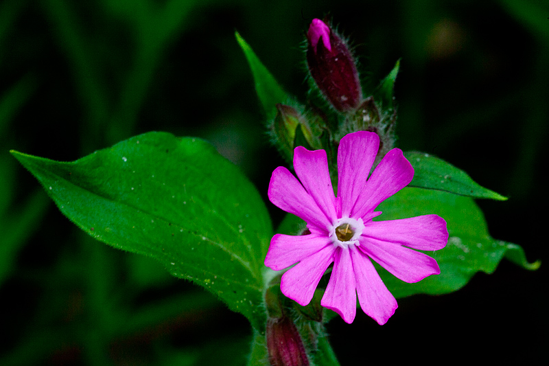 Silene dioica (door John Breugelmans)