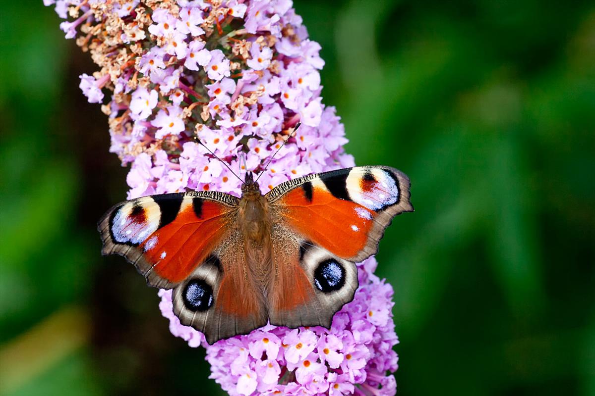 Aglais io (door John Breugelmans)