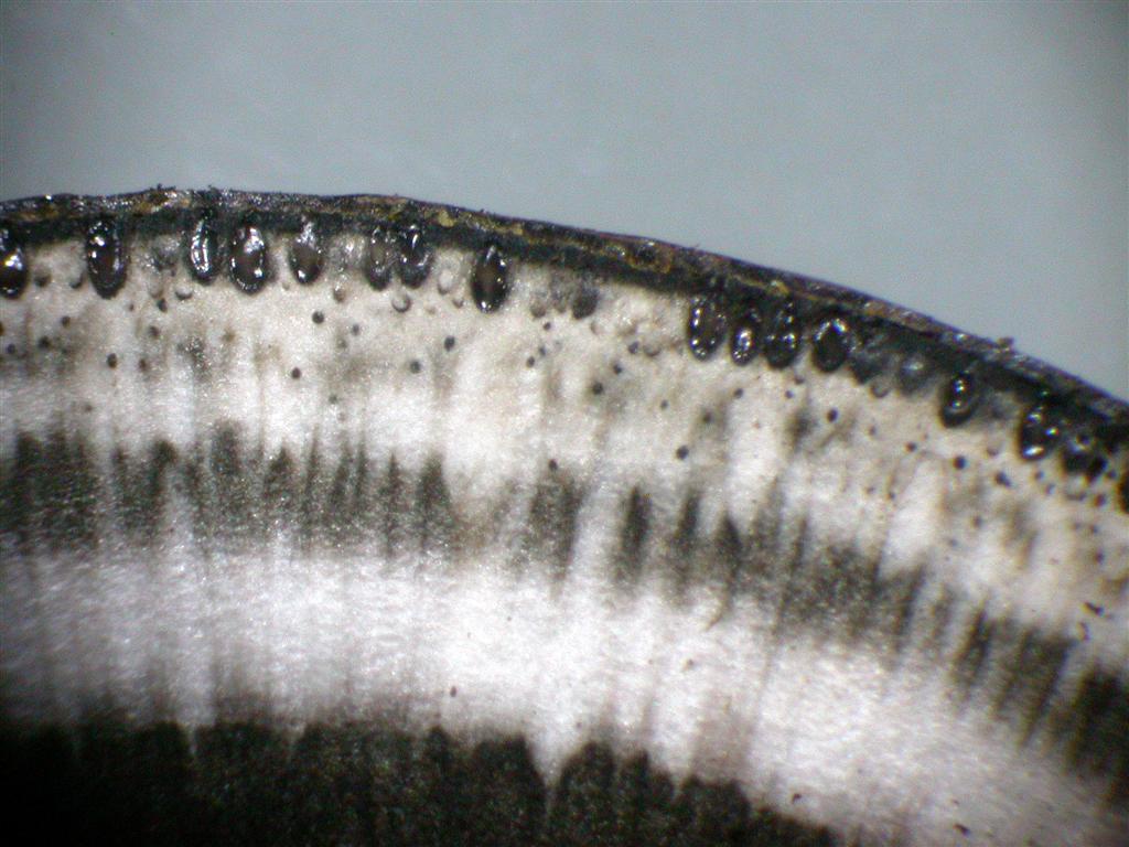 Daldinia concentrica sl, incl. decipiens, loculata, petriniae, vernicosa (door Laurens van Run)