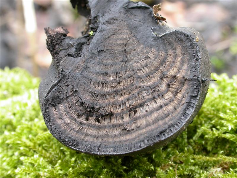 Daldinia concentrica sl, incl. decipiens, loculata, petriniae, vernicosa (door Laurens van Run)