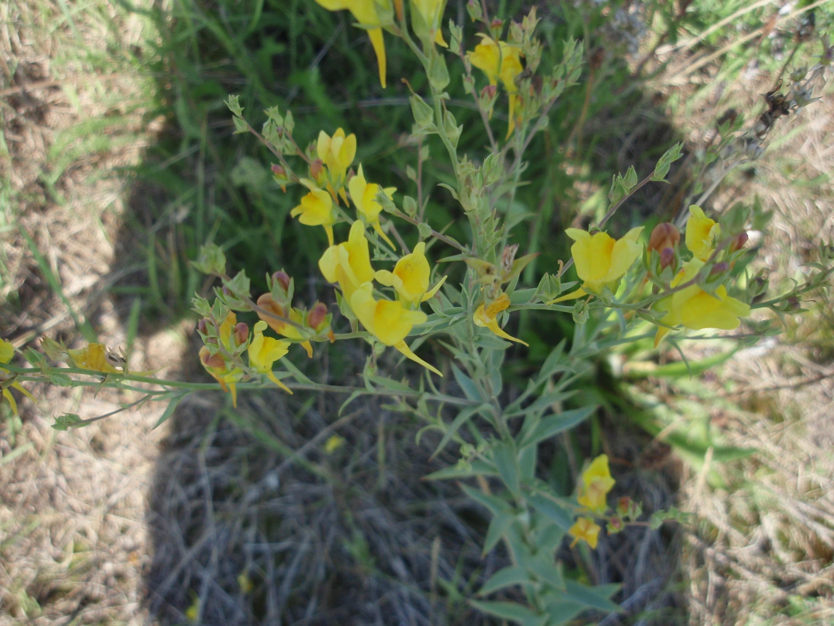 Linaria dalmatica (door Sipke Gonggrijp)