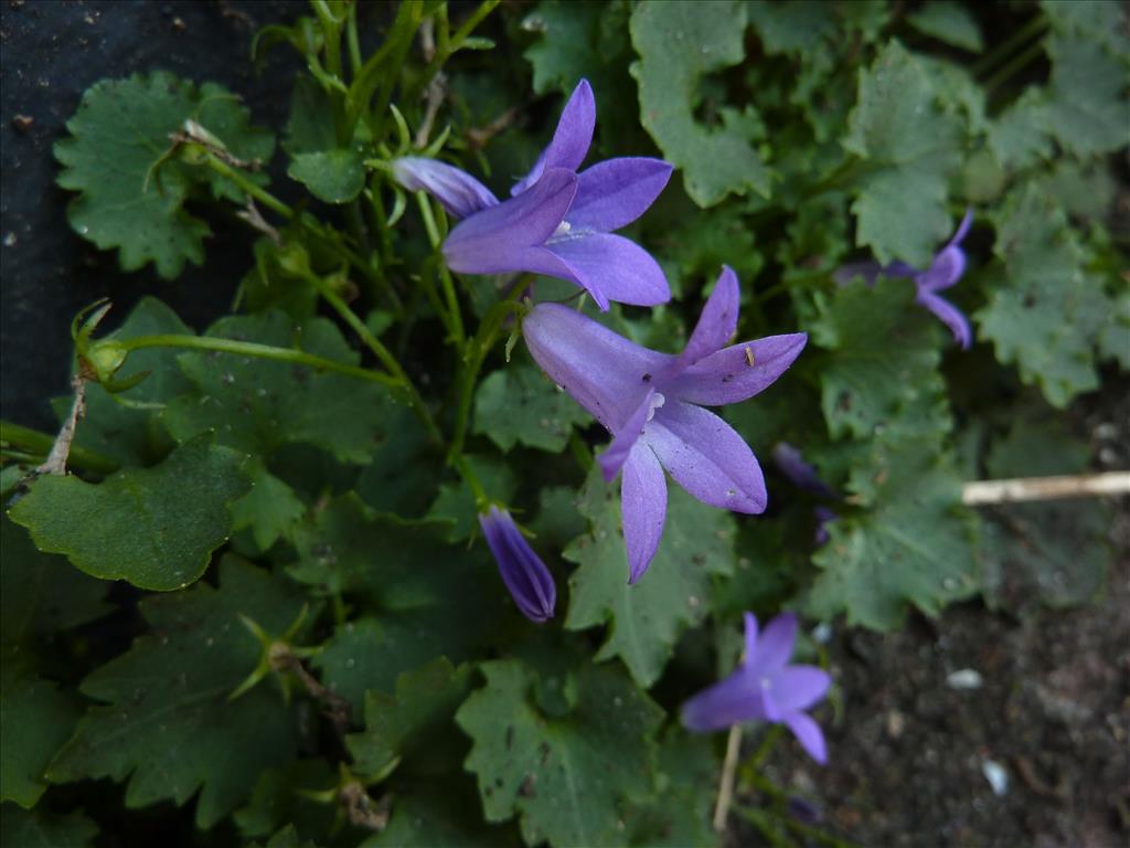 Campanula portenschlagiana (door Koen van Zoest)