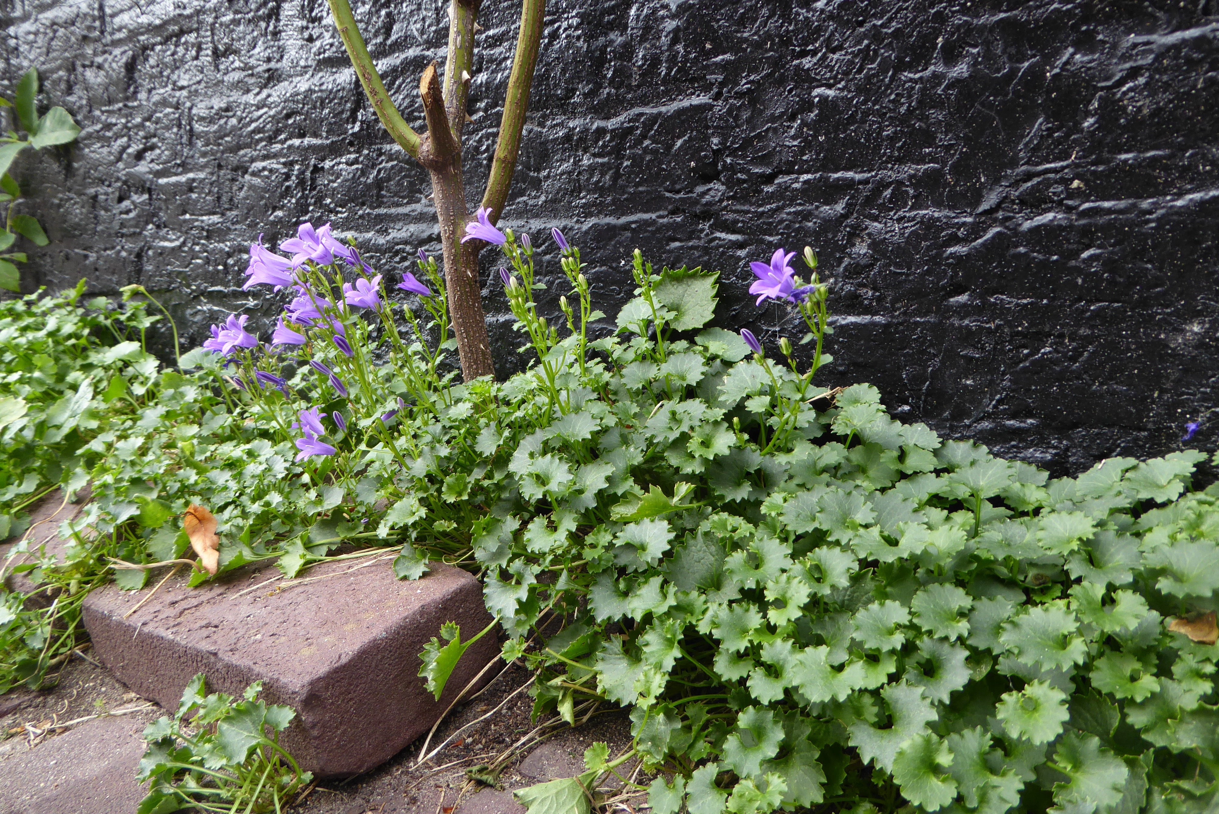 Campanula portenschlagiana (door Koen van Zoest)