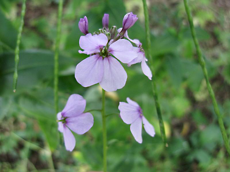 Hesperis matronalis (door Grada Menting)