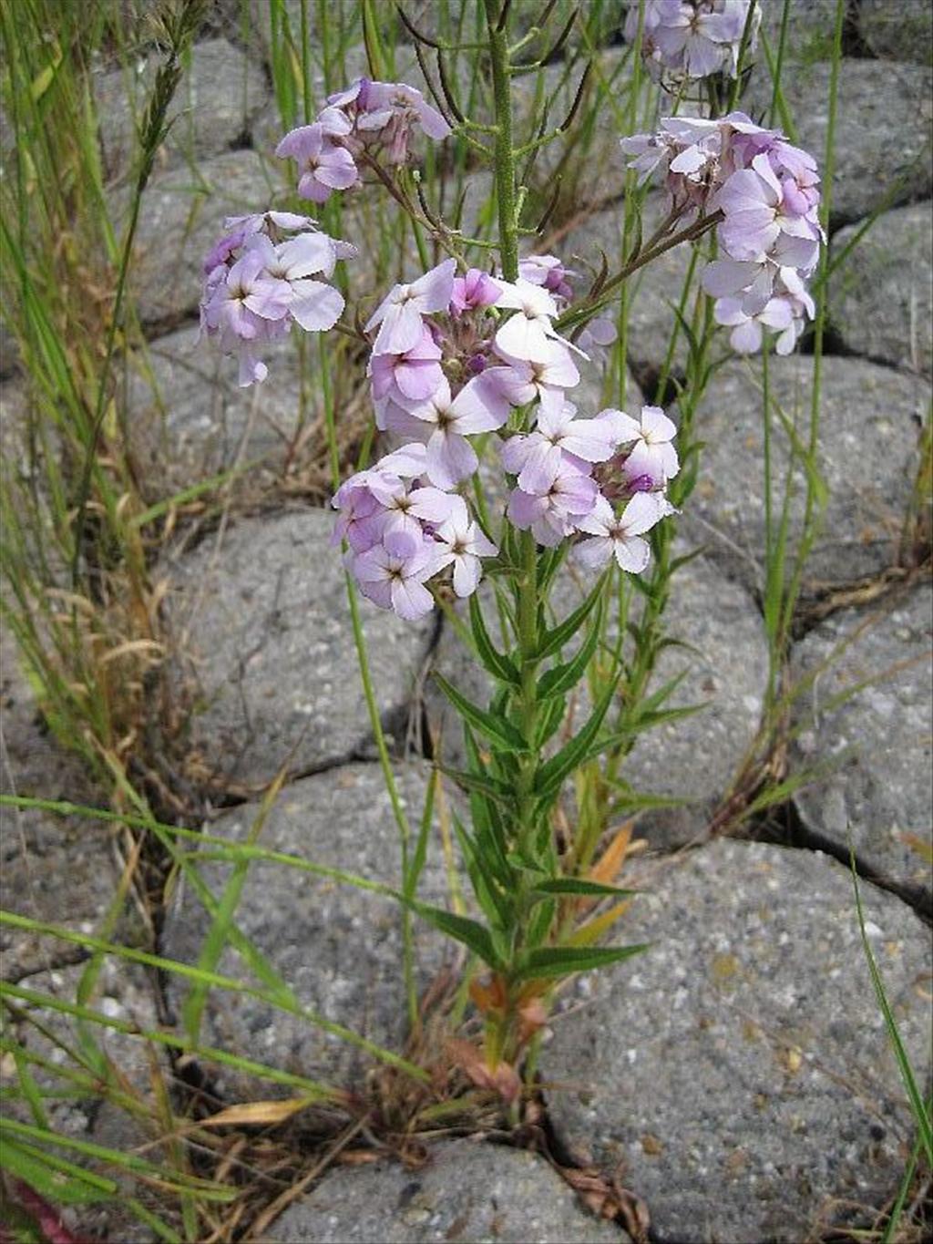 Hesperis matronalis (door Grada Menting)