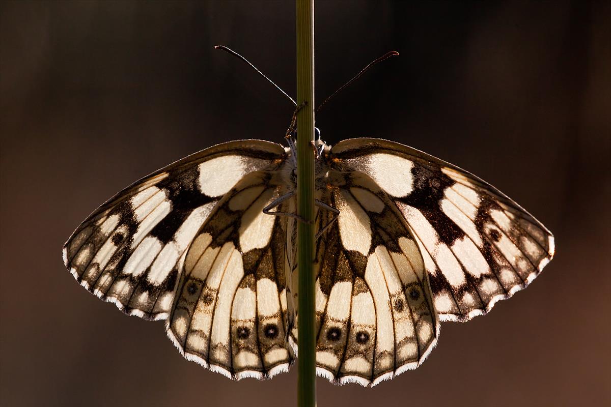 Melanargia galathea (door John Breugelmans)