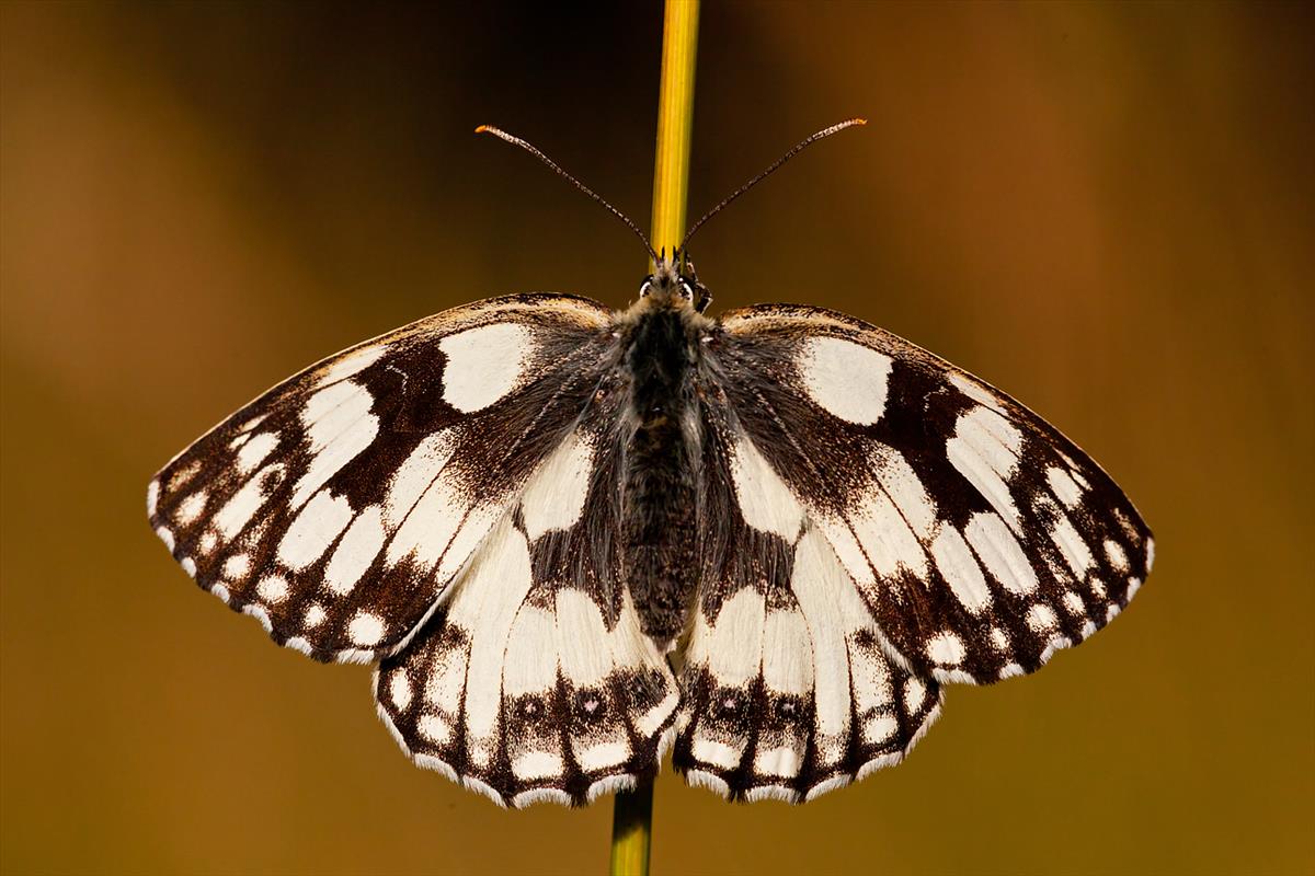 Melanargia galathea (door John Breugelmans)
