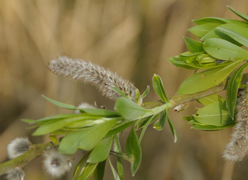 Salix gmelinii (door Theo Muusse)