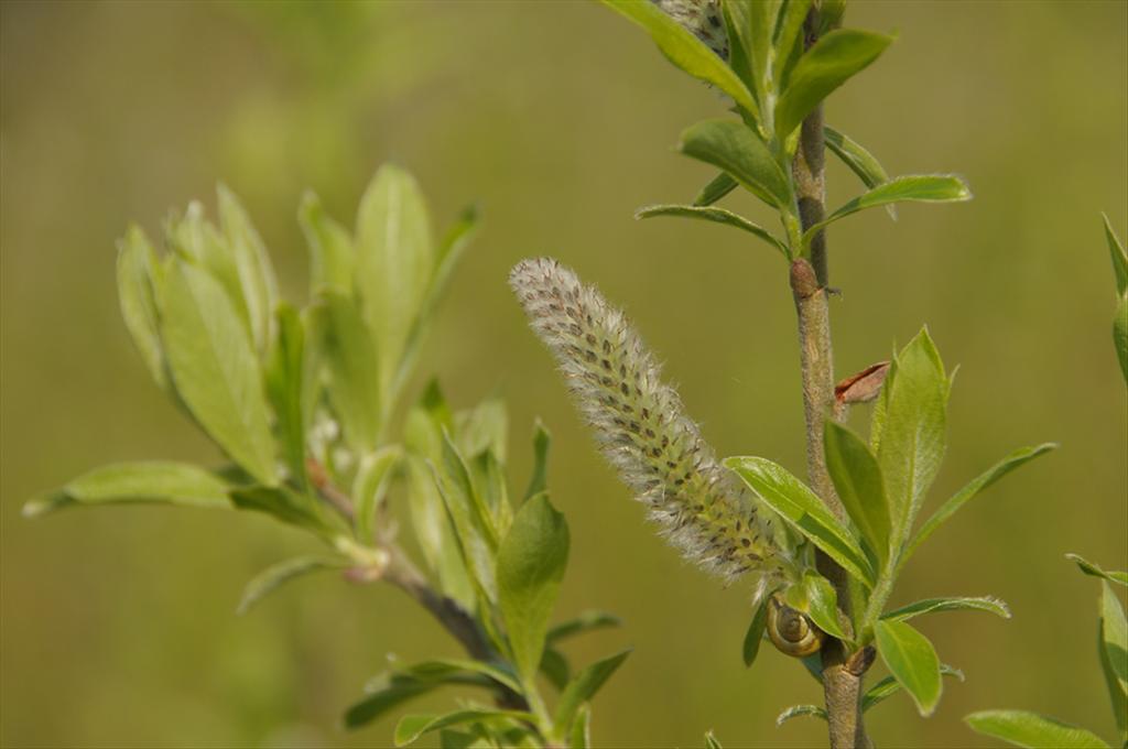 Salix gmelinii (door Theo Muusse)