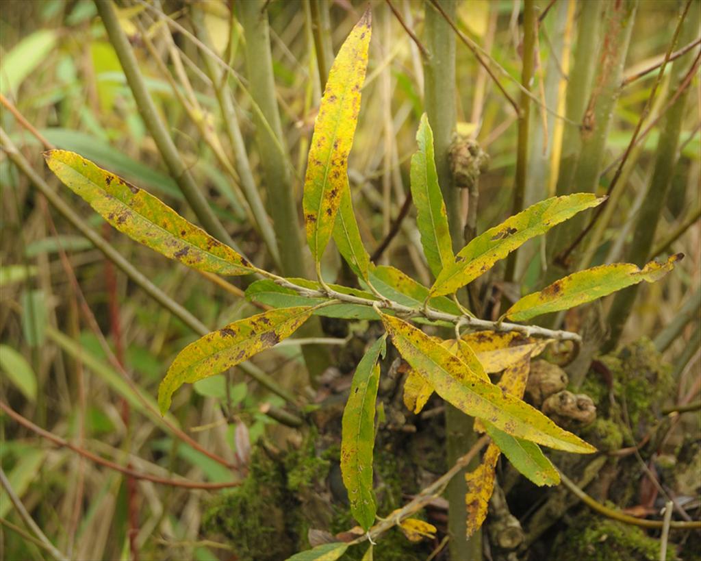 Salix gmelinii (door Theo Muusse)