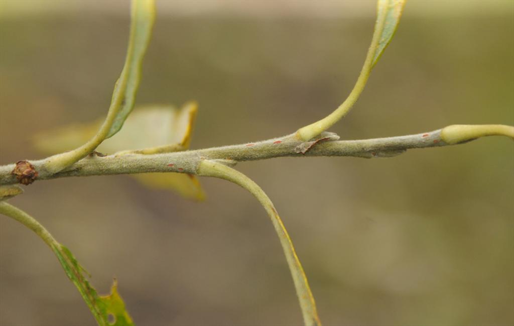 Salix gmelinii (door Theo Muusse)