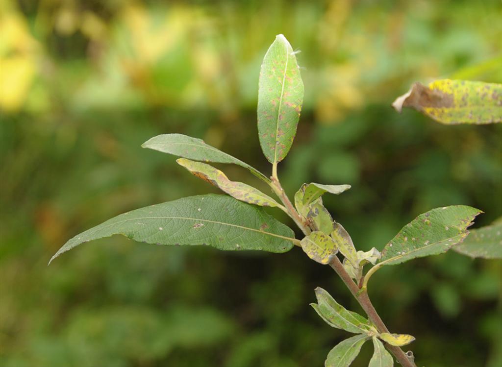 Salix gmelinii (door Theo Muusse)