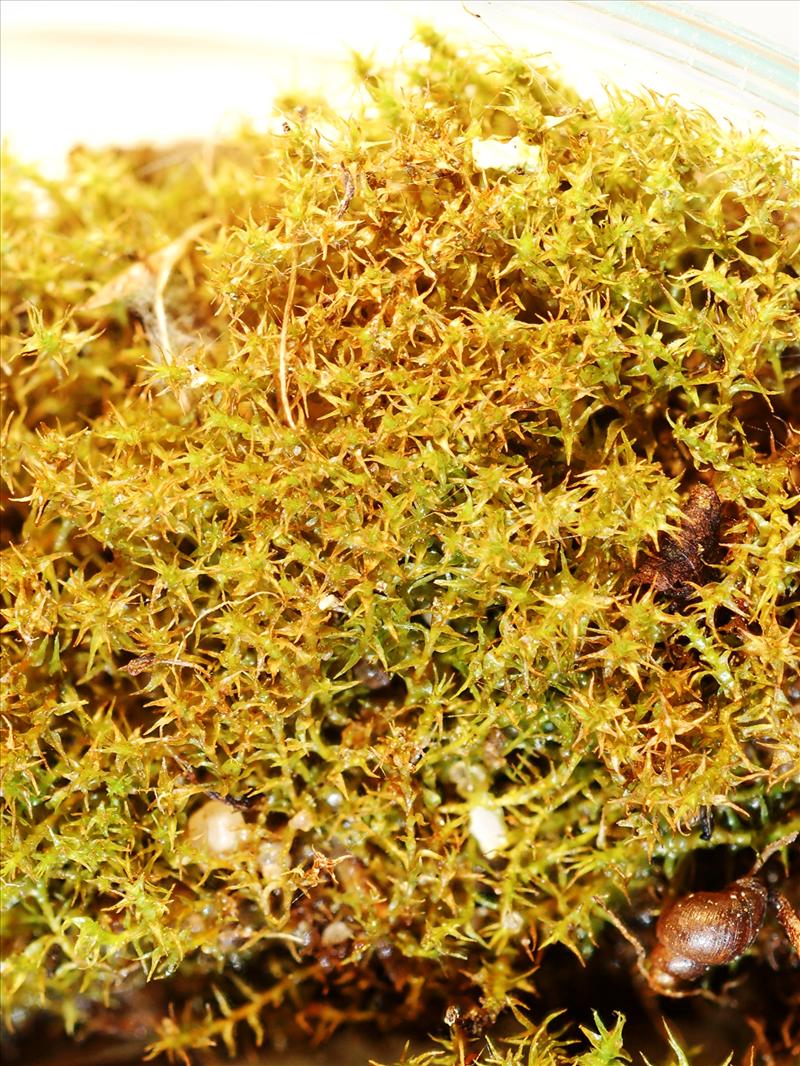 Dicranella schreberiana var. robusta (door Rudi Zielman)