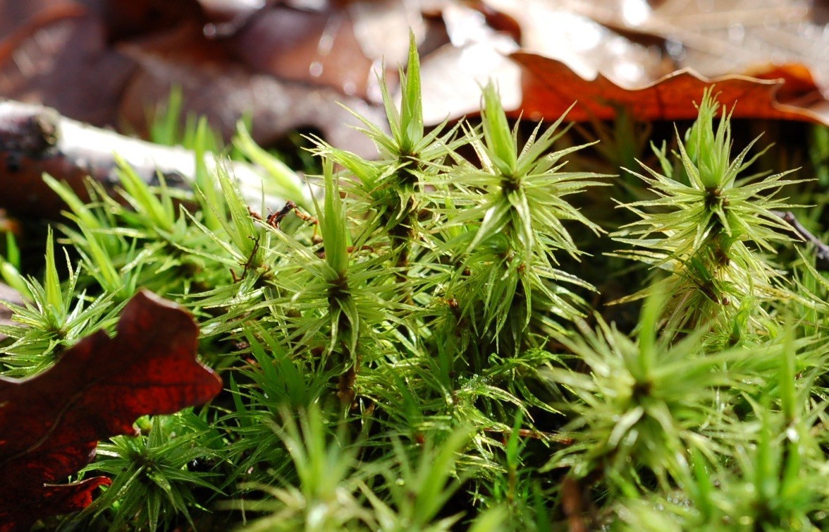 Dicranum polysetum (door Rudi Zielman)