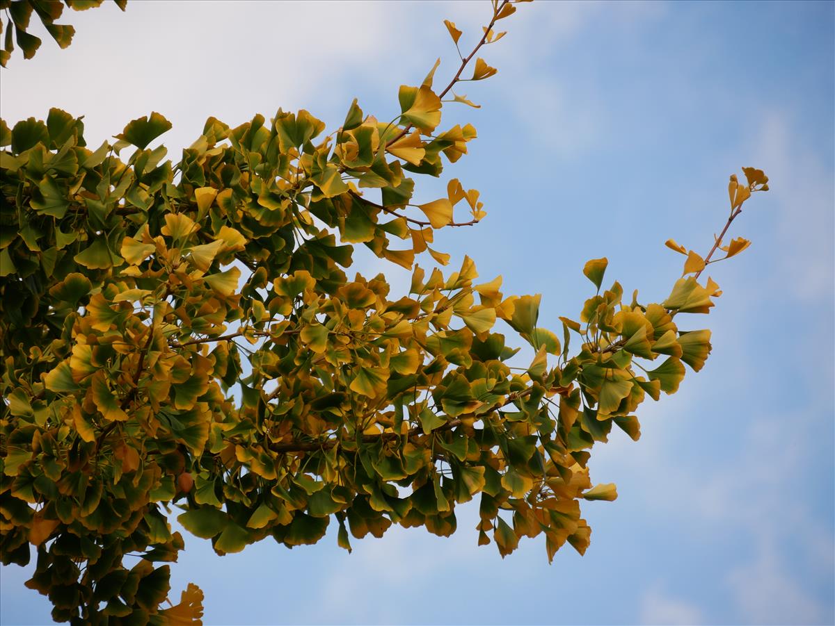 Ginkgo biloba (door Wim van der Neut)