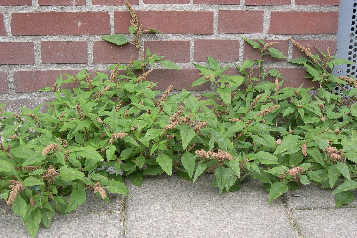 Amaranthus deflexus (door Arjan de Groot)