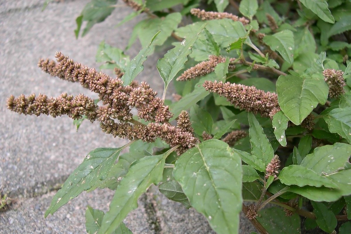 Amaranthus deflexus (door Arjan de Groot)