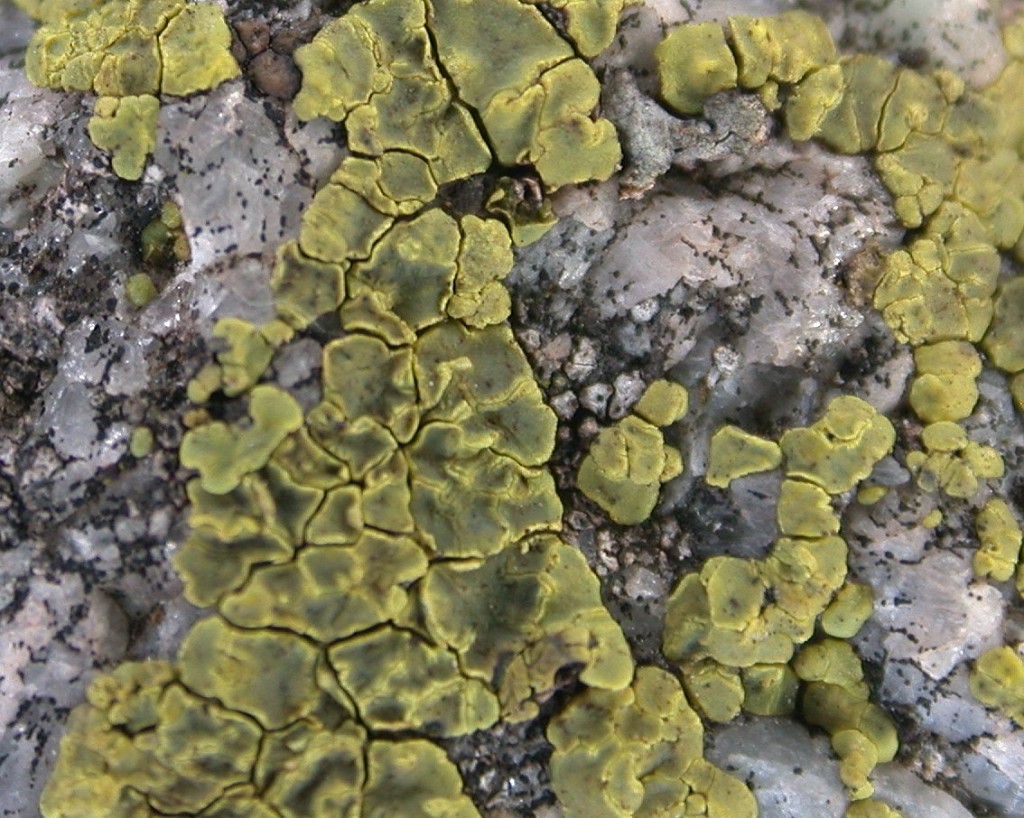Acarospora chrysops (door André Aptroot)