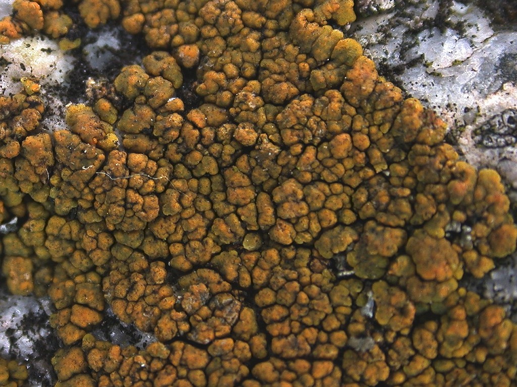 Caloplaca brouardii (door André Aptroot)