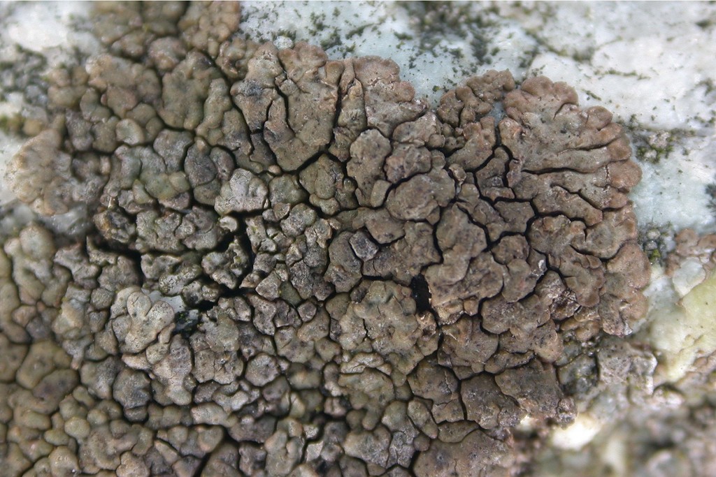 Placopsis fuscidula (door André Aptroot)