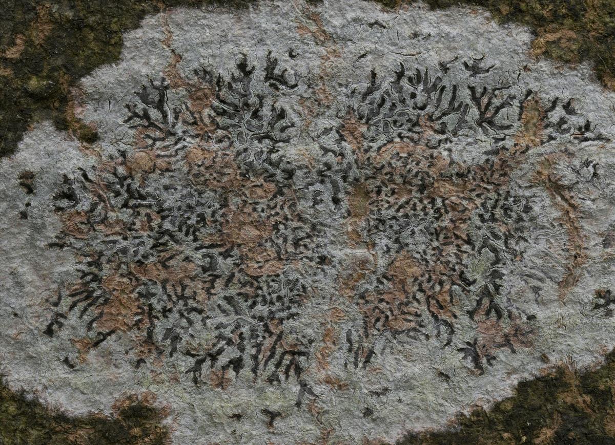 Phaeographis dendritica (door Sam Kafka)