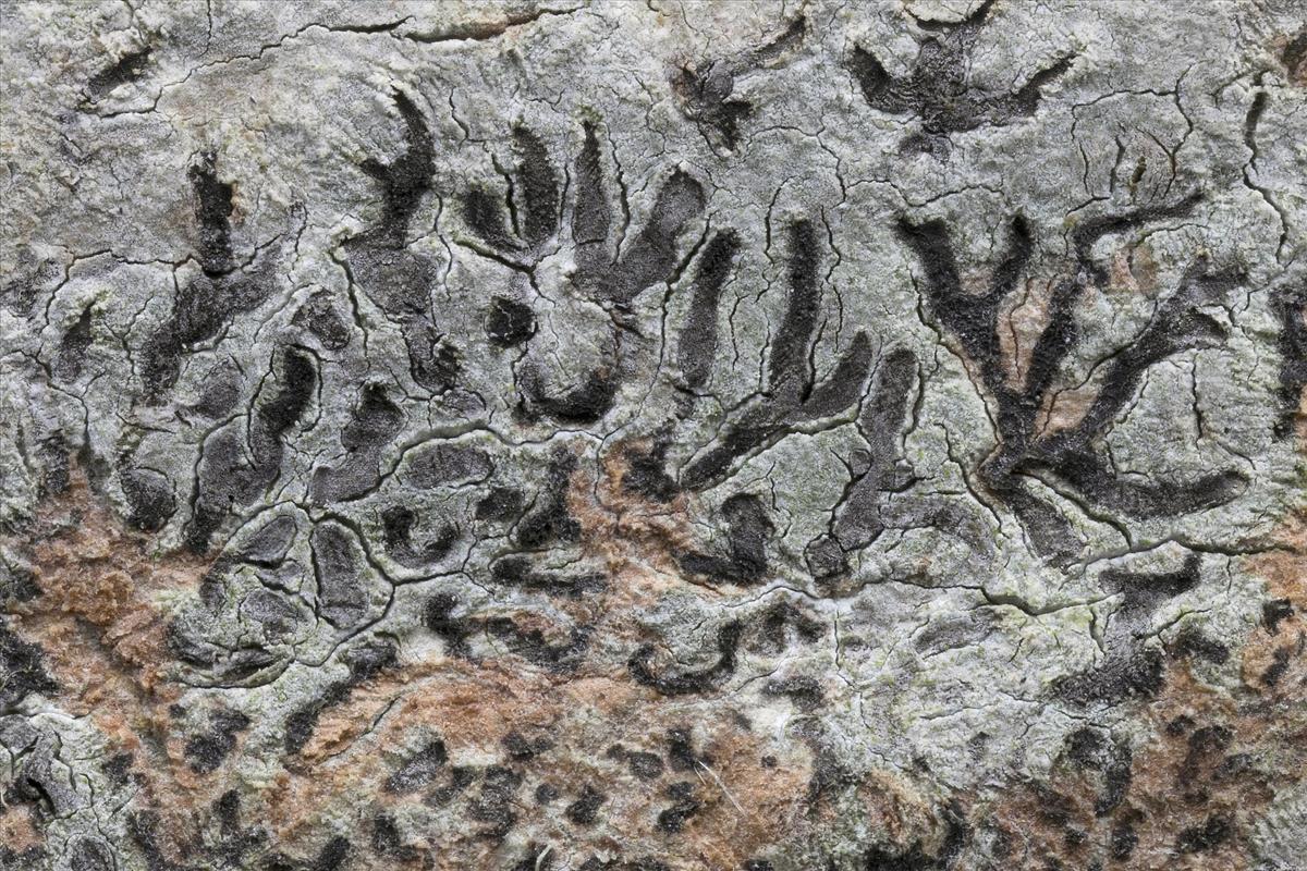 Phaeographis dendritica (door Sam Kafka)