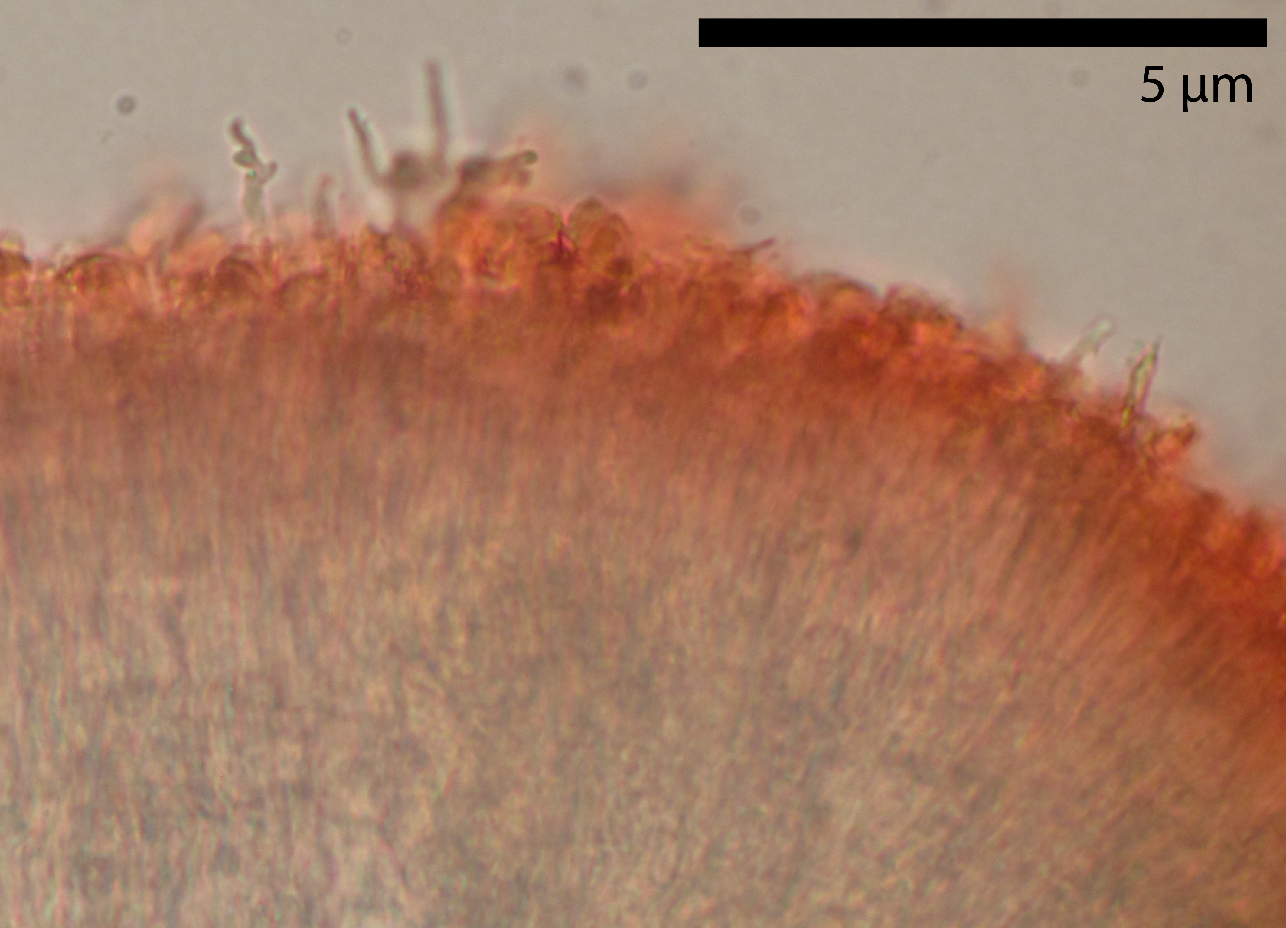 Phlebia expallens (door Ida Bruggeman)