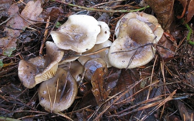 Hygrophorus hypothejus (door Lucien Noens)