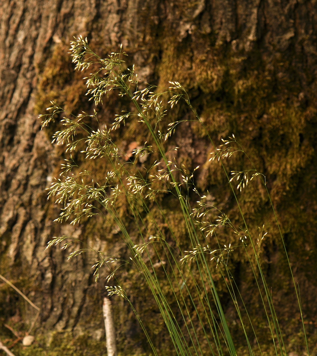 Avenella flexuosa (door Willie Riemsma)