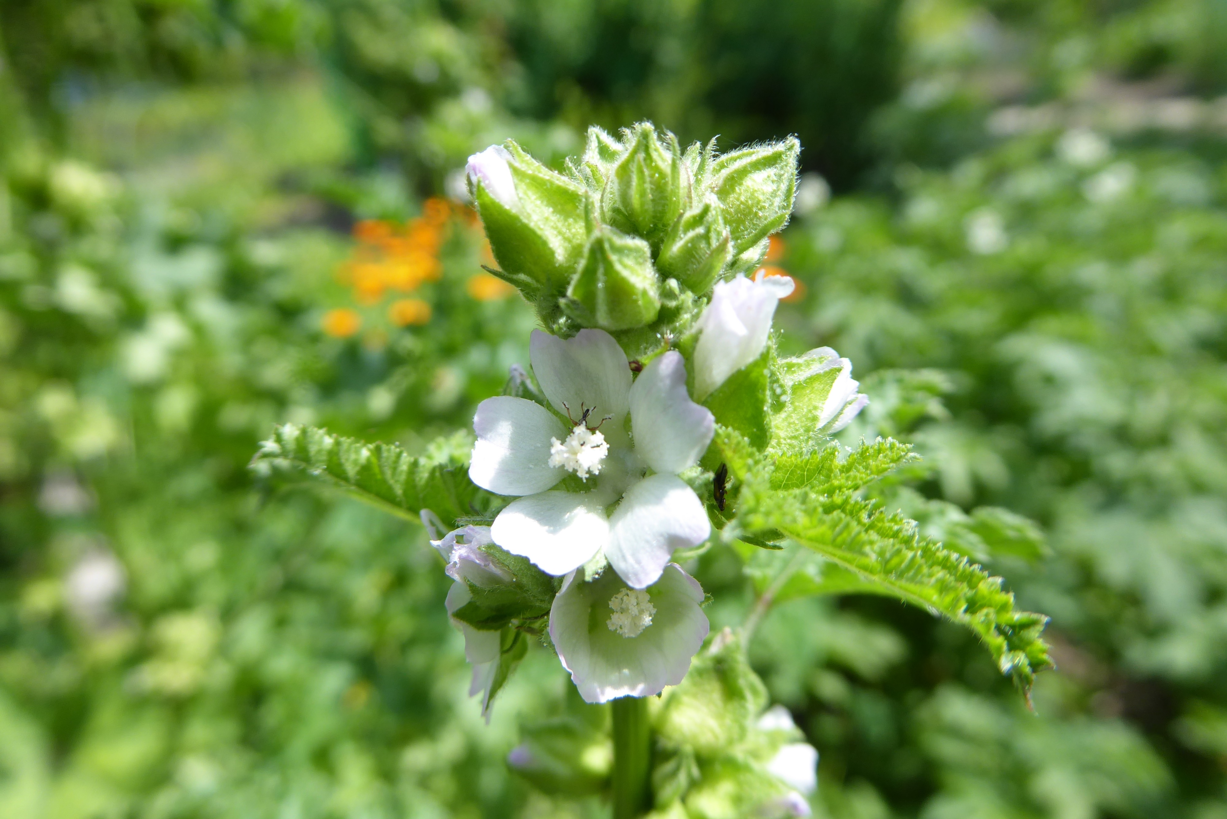 Malva verticillata (door Koen van Zoest)