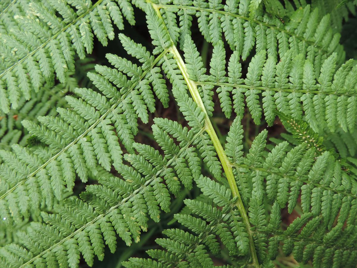 Athyrium filix-femina (door Wim van der Neut)